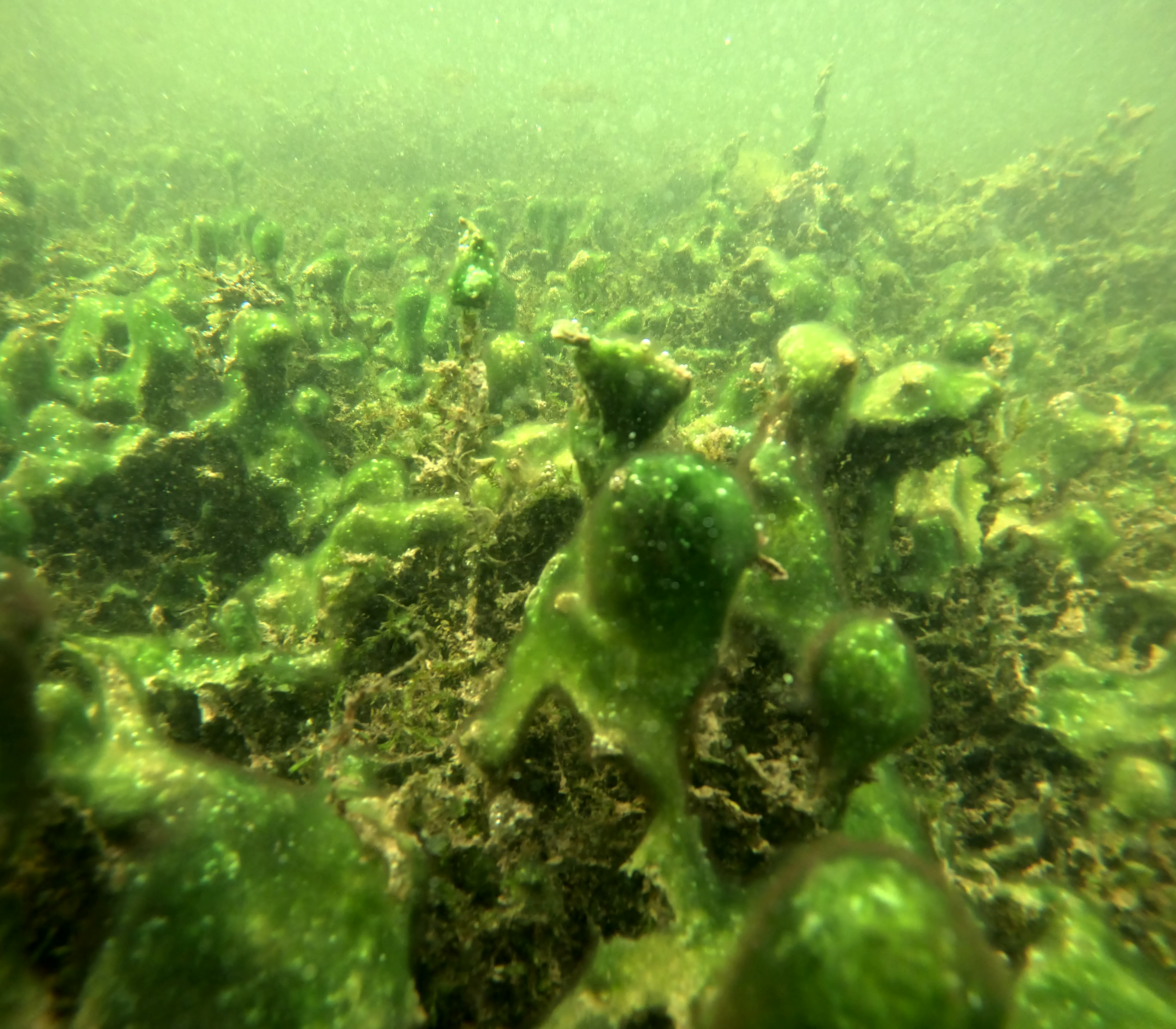 Cyanobacteria