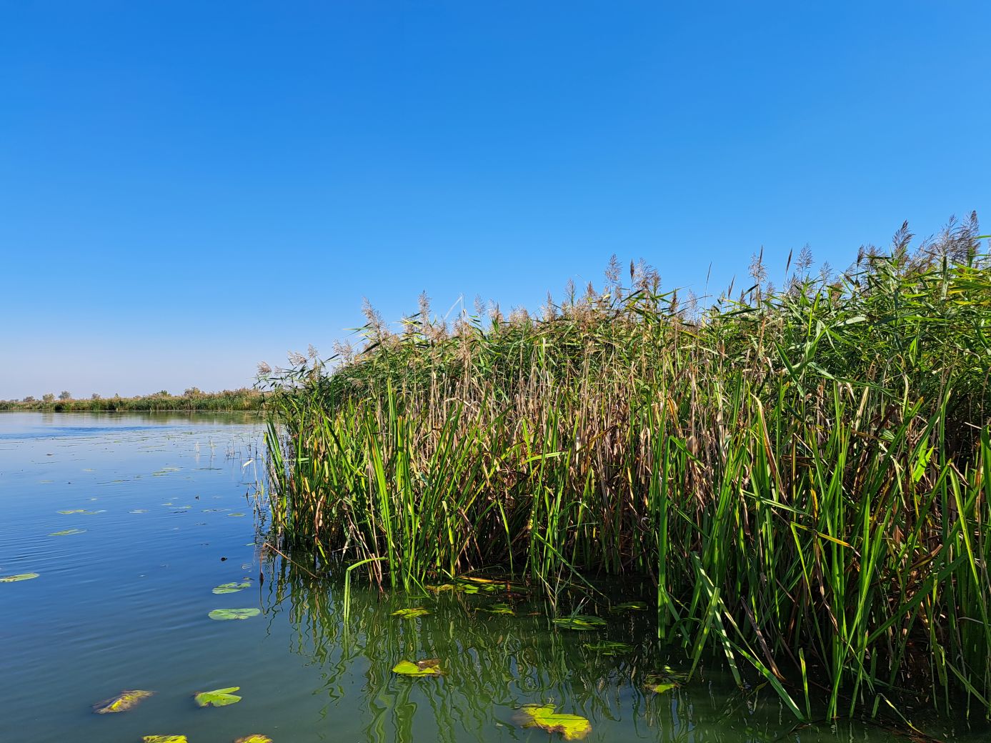 Foto zeigt Ufer des Enkelsees