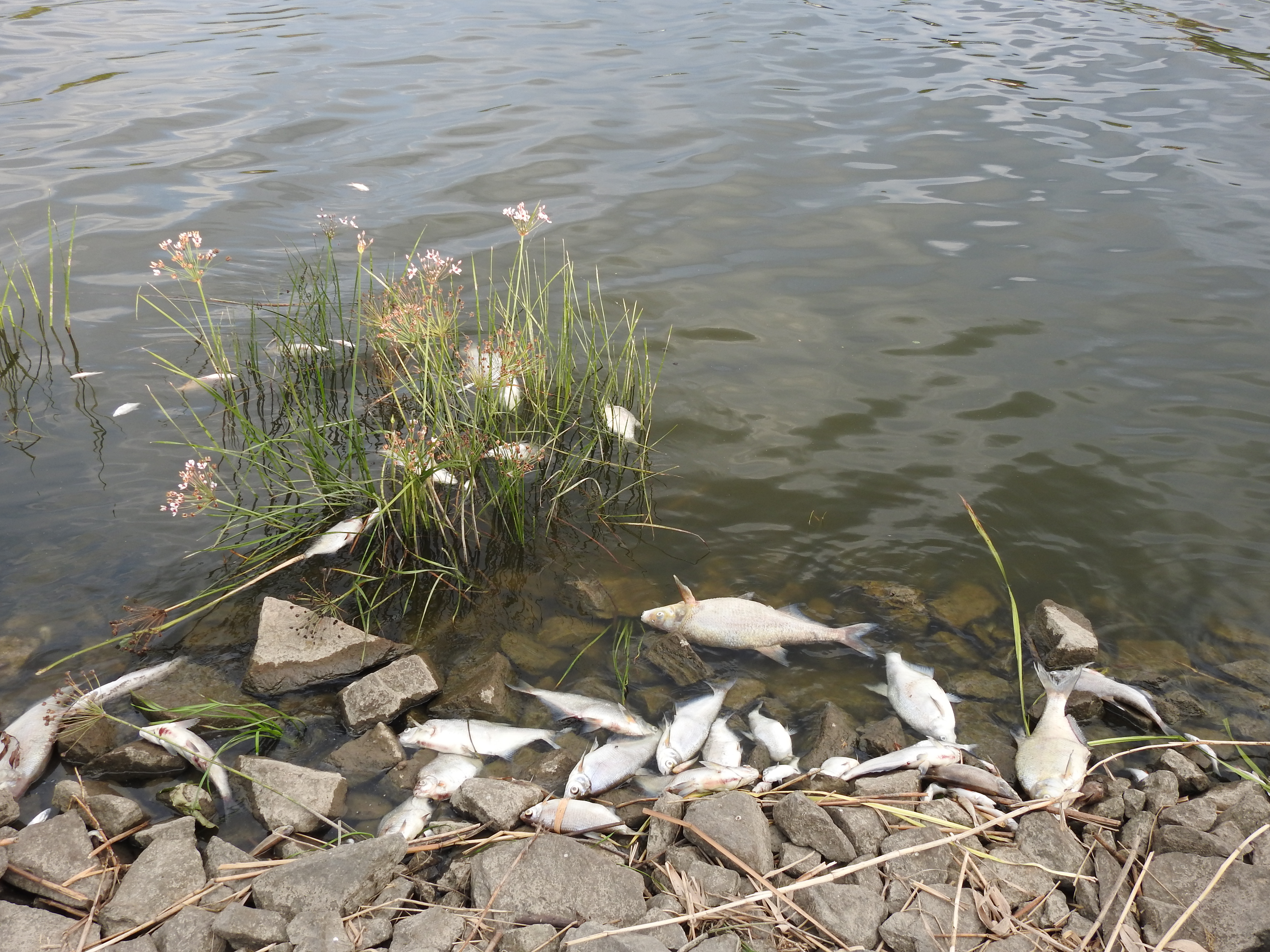 Tote Fische in der Oder