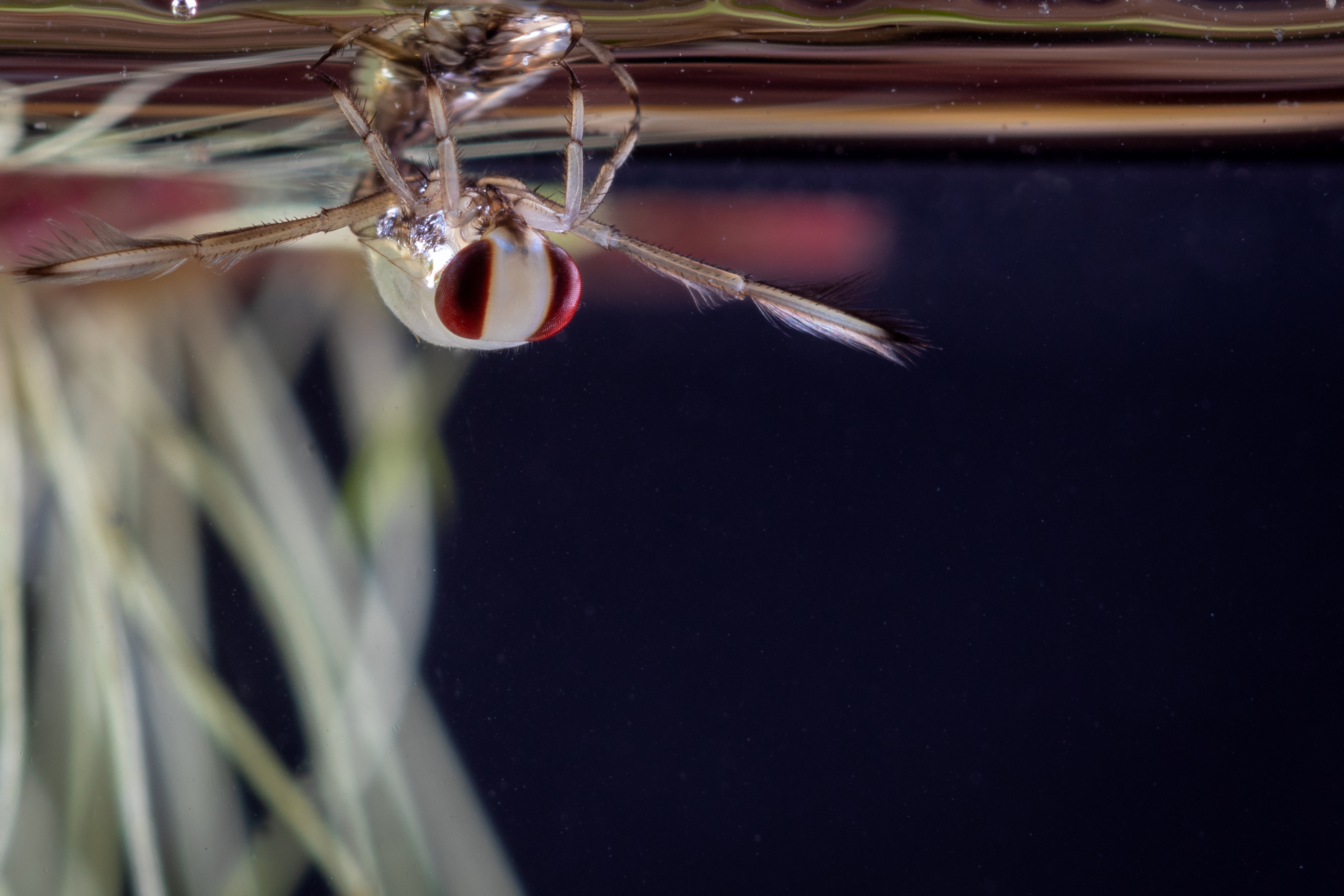 Insektenlarve unter Wasser