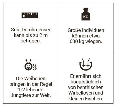 Riesen-Süßwasserstechrochen Fakten