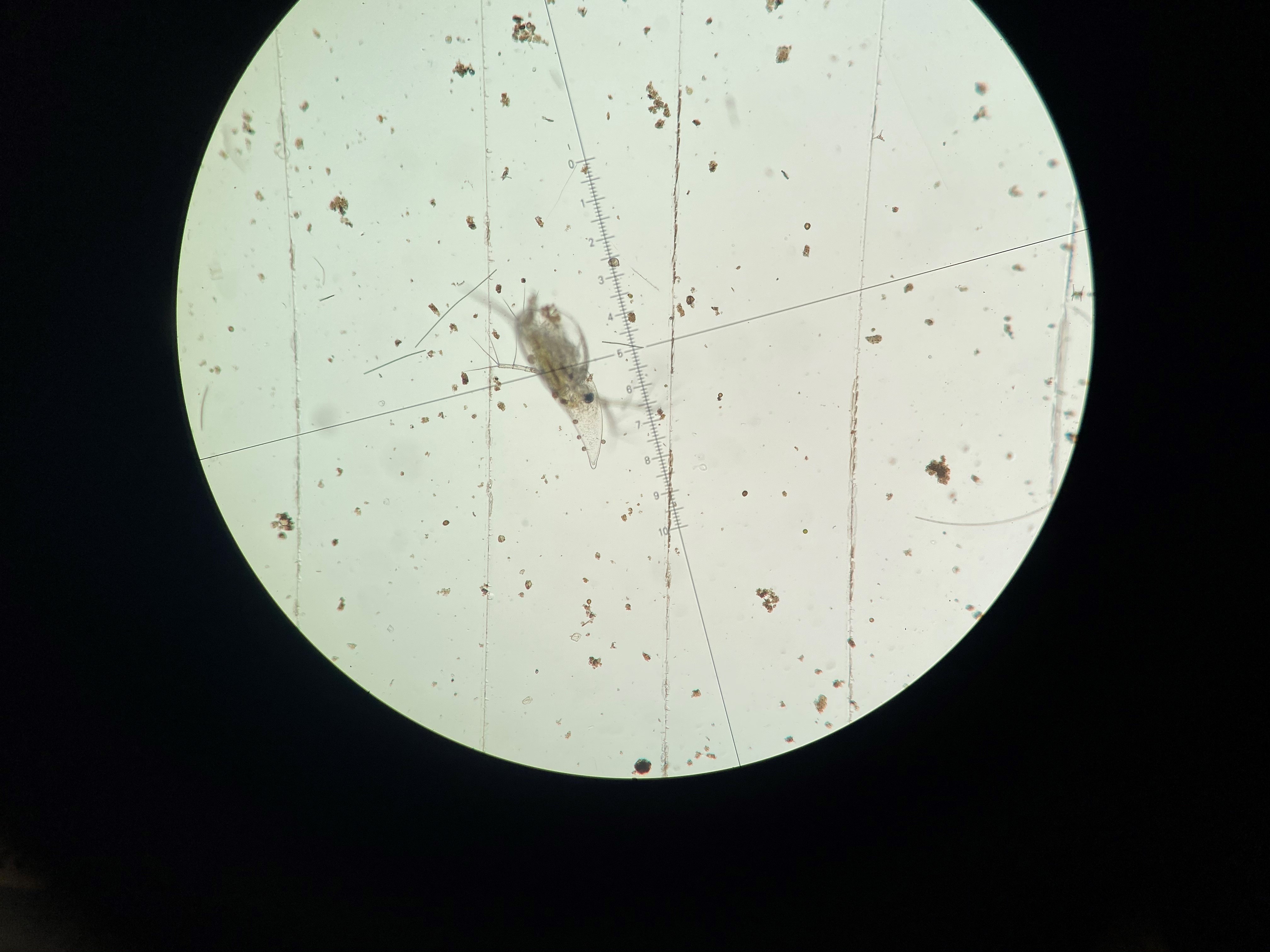 zooplankton