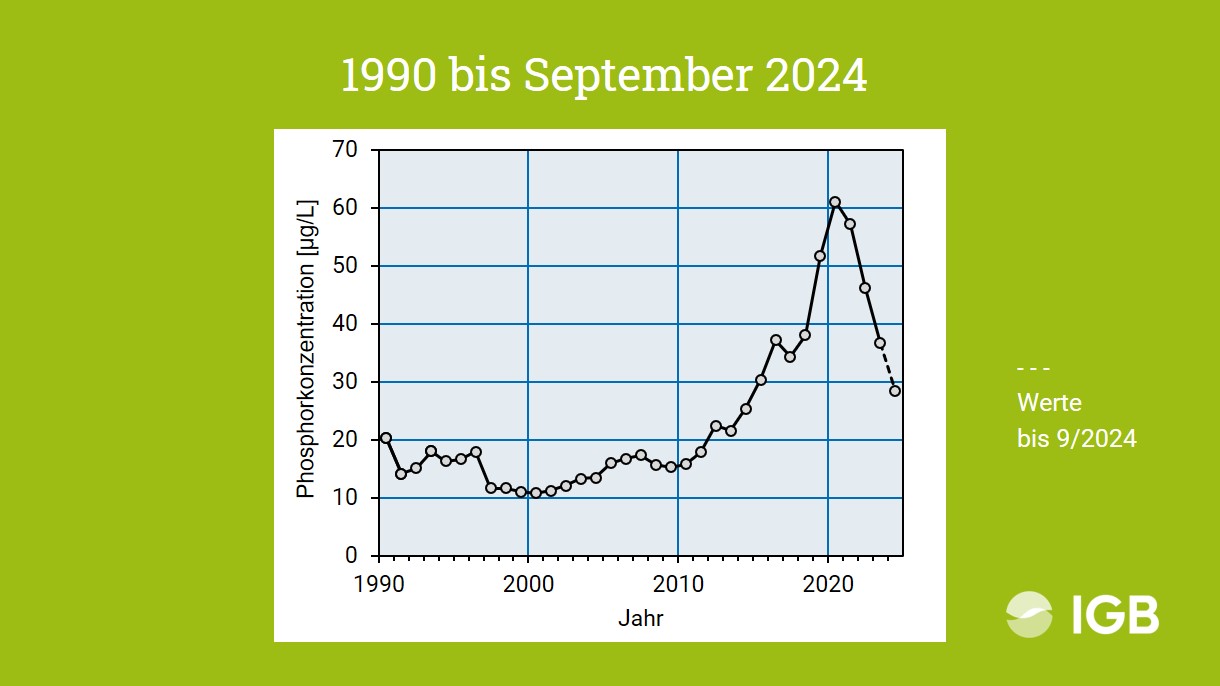 Die Grafik zeigt die Phospor-Konzentration von 1990 bis September 2024.