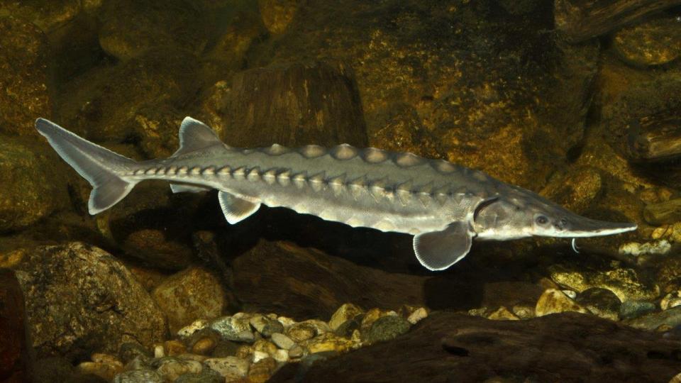 Reintroduction Of The European Sturgeon To Germany Igb