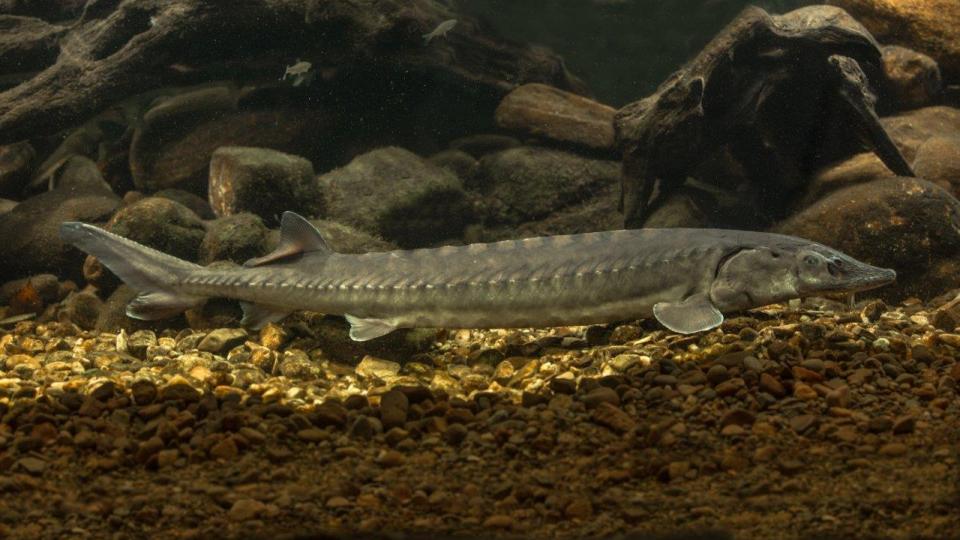 Reintroduction Of The European Sturgeon To Germany Igb