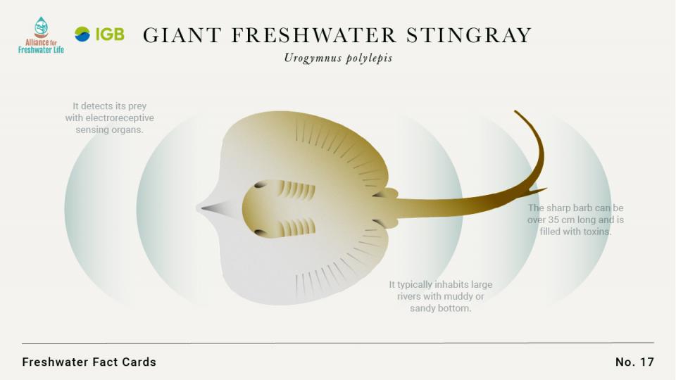 giant freshwater stingray barb