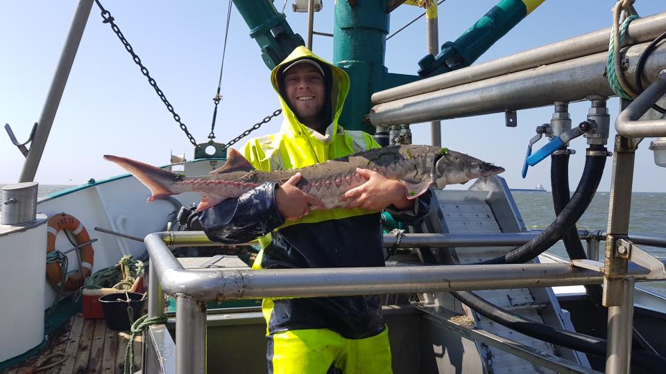 Boek, Germany. 19th Nov, 2020. When fishing the caviar sturgeons in the  pond management Boek of