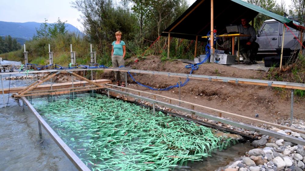 Field-based experiments examining effects of aquatic flexible vegetation on flow patterns in groyne field, the Tagliamento River. | Foto: Alexander Sukhodolov