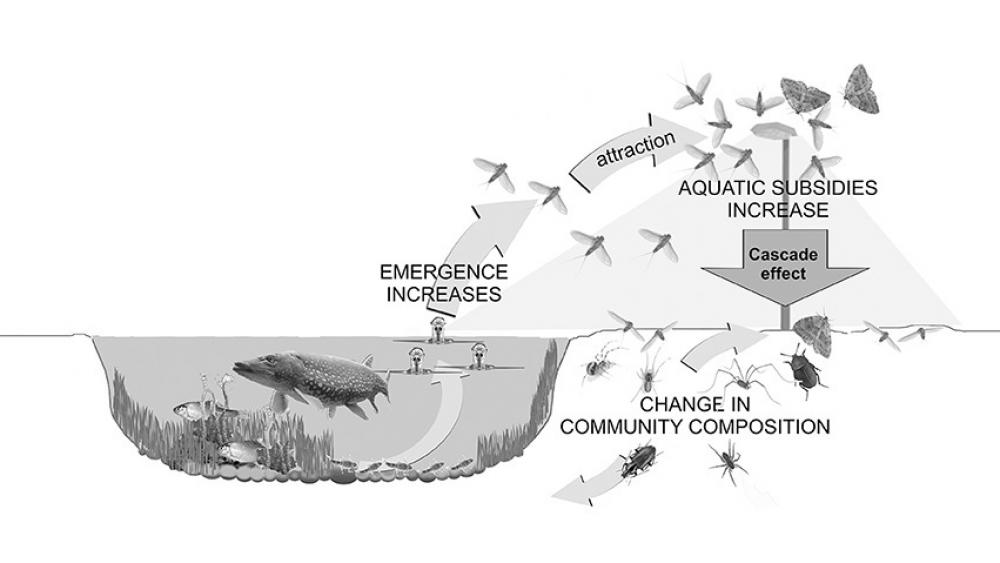 Bild: Manfrin et al. Front. Environ. Sci. 5:61