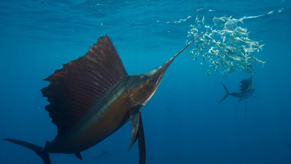 A group of sailfish (Istiophorus platypterus) hunting sardines in the open ocean off the coast of Mexico. | Photo: Rodrigo Friscione Wyssman