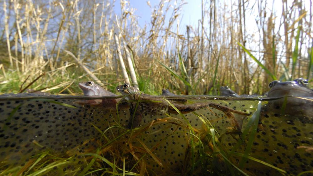 Amphibien schauen in einem Tümpel aus dem Wasser.