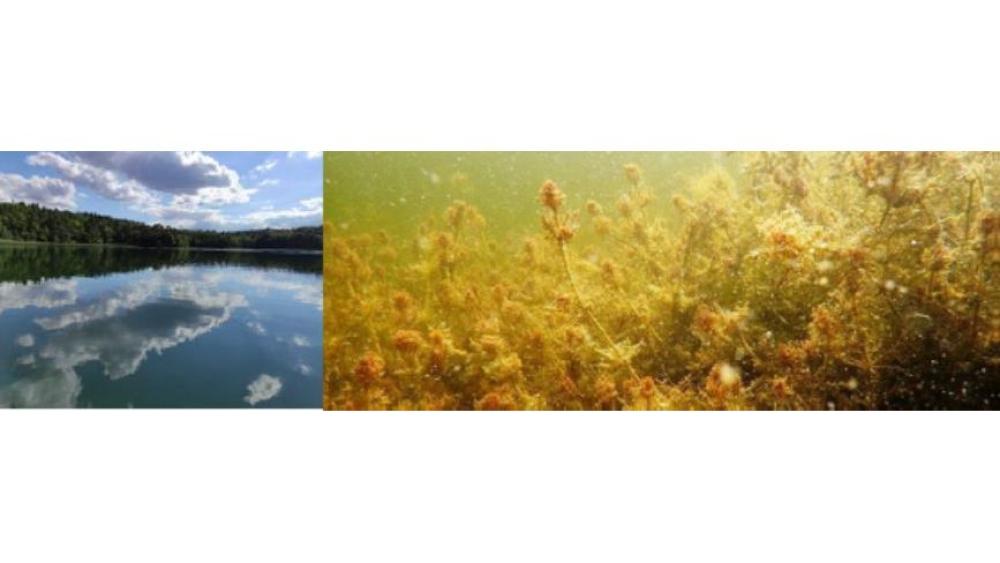 Chara Algae - Lake Restoration