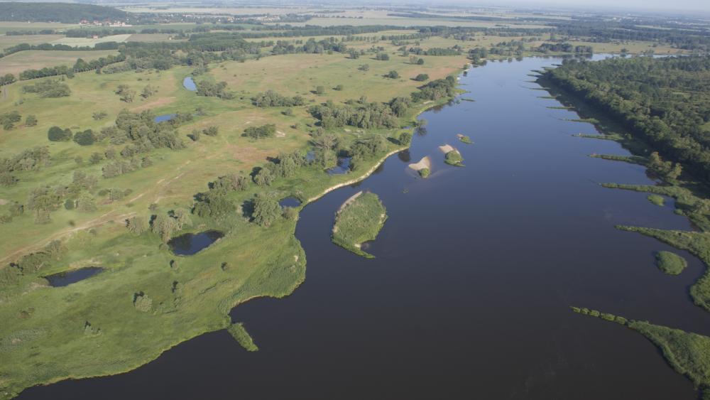 Researchers warn: Plans to regulate the River Oder endanger rare 