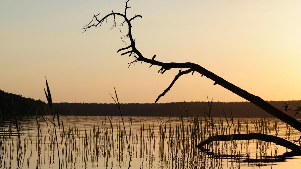 Symbolic image: Fallen tree on the shore of Lake Stechlin.