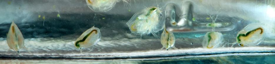 © David Ausserhofer/IGB From large to small: The picture shows water fleas as an important model organism for IGB research.