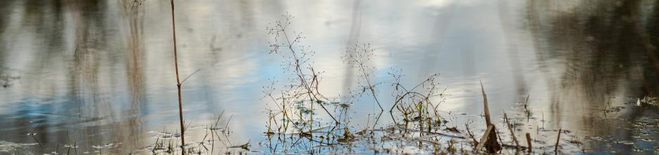 Bodies of water have different boundary zones. The picture shows an example of the water surface and the bank zone of a small water body. The cloudy sky is reflected on the surface.
