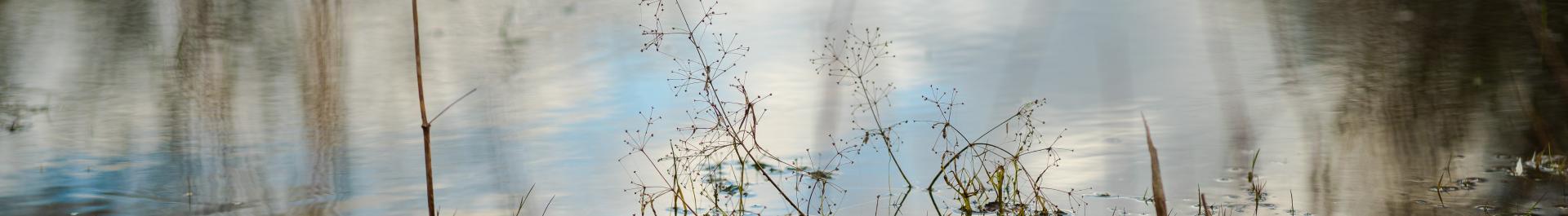 Bodies of water have different boundary zones. The picture shows an example of the water surface and the bank zone of a small water body. The cloudy sky is reflected on the surface.