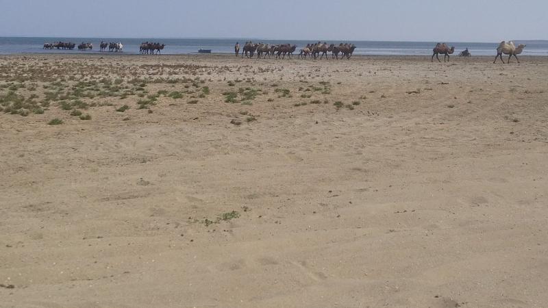Shorelina of the Aral Sea