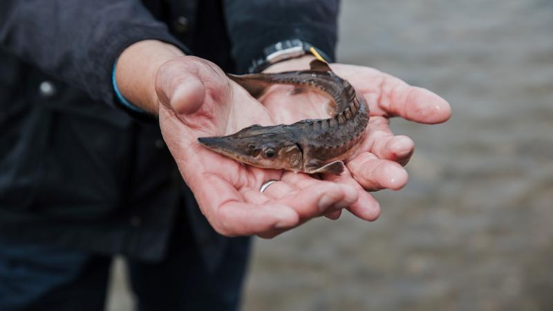 A young European sturgeon is held in two hands.