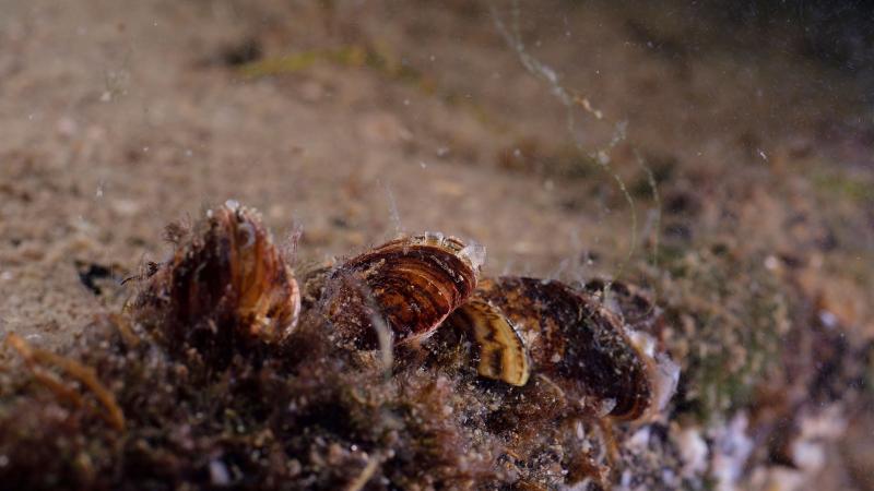Invasive zebra mussels in a lake