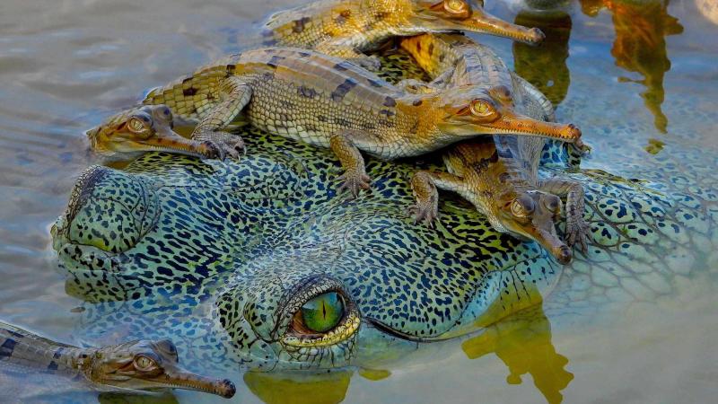 Foto of adult femal gharial with hatchlings.
